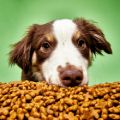 Pet Food