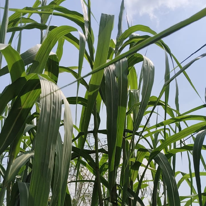 Premium Green Fodder | 100% Natural & Organic Animal Feed